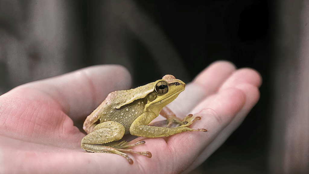 An illustration of a tiny friend with a big heart, radiating warmth and courage. Budhiraja Official Podcast